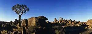 Africa, Namibia, Keetmanshoop, Sunrise lights Quiver Trees (Aloe dichotoma) and igneous