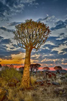 Images Dated 26th June 2017: Africa, Namibia, Keetmanshoop. Sunset in the Quiver tree Forest at the Quiver tree