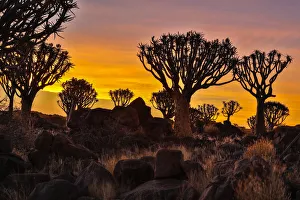 Africa, Namibia, Keetmanshoop, sunset at the Quiver tree Forest at the Quiver tree