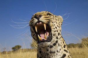 Images Dated 26th September 2009: Africa, Namibia. Leopard snarling