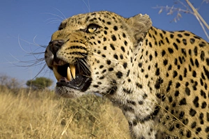 Leopard Prints: Africa, Namibia. Leopard snarling