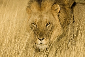 Africa, Namibia. Male lion in dry grass. Credit as: Jim Zuckerman / Jaynes Gallery / DanitaDelimont