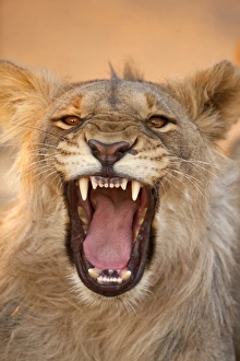 Growling Prints: Africa, Namibia. Male lion growling
