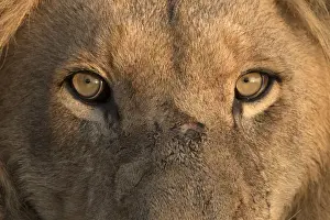 Images Dated 10th June 2015: Africa, Namibia. Male lion, Namibia Credit as: Jim Zuckerman / Jaynes Gallery / DanitaDelimont
