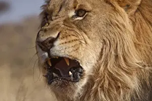Images Dated 30th October 2010: Africa, Namibia. Male lion, Namibia Credit as: Jim Zuckerman / Jaynes Gallery / DanitaDelimont