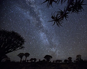 Images Dated 22nd August 2014: Africa, Namibia. Milky Way and quiver trees at night