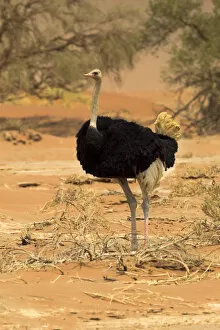 Namibia Collection: Africa, Namibia, Namib Desert, Namib-Naukluft National Park, Sossusvlei, common ostrich