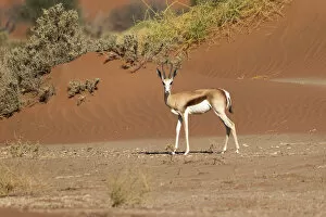 Namibia Collection: Africa, Namibia, Namib Desert, Namib-Naukluft National Park, Sossusvlei, springbok