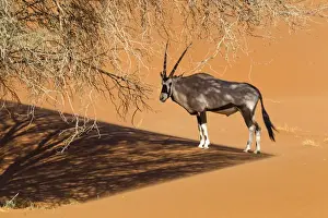 Namibia Prints: Africa, Namibia, Namib Desert, Namib-Naukluft National Park, Sossusvlei, gemsbok or Oryx