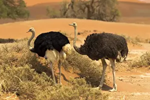 Namibia Prints: Africa, Namibia, Namib Desert, Namib-Naukluft National Park, Sossusvlei, common ostrich