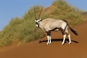 Namibia Prints: Africa, Namibia, Namib Desert, Namib-Naukluft National Park, Sossusvlei, gemsbok or Oryx