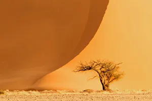 Dead Prints: Africa, Namibia, Namib Desert, Namib-Naukluft National Park