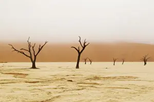 Namibia Prints: Africa; Namibia; Namib Desert, Namib-Naukluft National Park; Sossusvlei, Dead Vlei