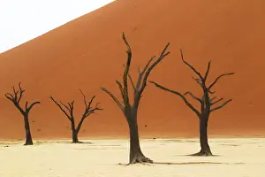 Namibia Prints: Africa; Namibia; Namib Desert, Namib-Naukluft National Park; Sossusvlei, Dead Vlei
