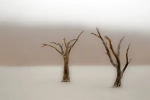 Namibia Prints: Africa; Namibia; Namib Desert, Namib-Naukluft National Park; Sossusvlei, Dead Vlei