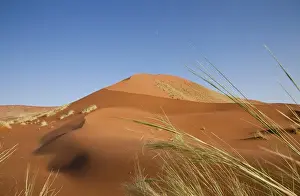Horizon Over Land Prints: Africa, Namibia, Namib Desert, Namib Naukluft Park. Grasses, dune, and setting moon
