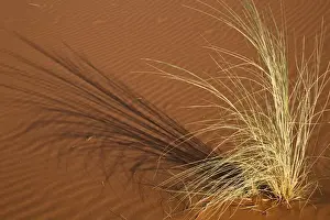 Namibia Prints: Africa, Namibia, Namib Desert, Namib Naukluft Park. Tuft of grass forms shadow on sand