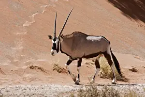 Namibia Prints: Africa, Namibia, Namib Desert, Namib Naukluft Park. Close-up of walking male oryx