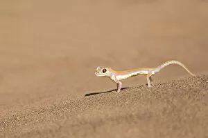 Namibia Gallery: Africa, Namibia, Namib Desert. Palmetto gecko on sand