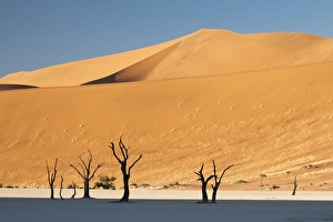 Namibia Collection: Africa, Namibia, Namib Desert, Sossusvlei, Namib-Naukluft Park. Sunrise on dead trees