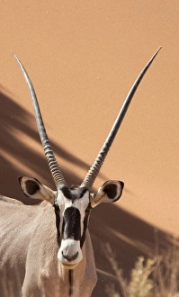 Sossusvlei Prints: Africa, Namibia, Namib Desert, Sossusvlei, Namib-Naukluft Park. Close-up of oryx