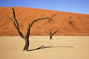 Namibia Collection: Africa; Namibia; Namib-Naukluft National Park; Sossusvlei, Dead Vlei. Ancient camel thorn