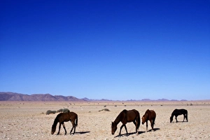 Africa, Namibia, Namib Naukluft National Park, Herd of wild horses (Equus caballus)
