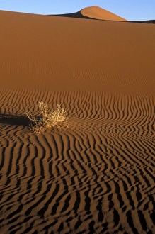 Africa, Namibia, Namib Naukluft National Park, Evening sun lights dead brush on sand