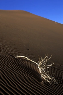 Africa, Namibia, Namib Naukluft National Park, Morning sun lights dead branch