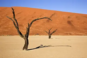 Lonely Prints: Africa; Namibia; Namib-Naukluft National Park; Sossusvlei, Dead Vlei. Ancient camel thorn