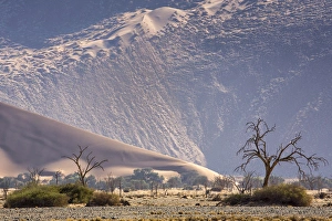 Images Dated 26th August 2014: Africa, Namibia, Namib-Naukluft Park. Sand dunes and skeleton trees