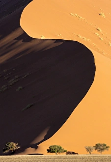 Images Dated 26th August 2014: Africa, Namibia, Namib-Naukluft Park. Side-lit sand dune and trees