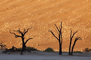 Images Dated 9th September 2009: Africa, Namibia, Namib-Naukluft Park