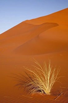 Images Dated 11th September 2009: Africa, Namibia, Namib-Naukluft Park, Sossusvlei. Close-up of Bushmans grass