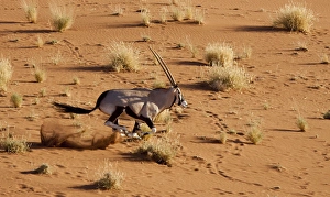 Africa, Namibia, Namib-Naukluft Park, Sossusvlei. Aerial view of frightened running oryx