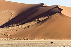 Images Dated 27th August 2014: Africa, Namibia, Namib-Naukluft Park. Side-lit sand dunes and oryx