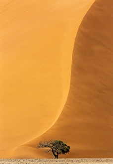 Images Dated 26th August 2014: Africa, Namibia, Namib-Naukluft Park. Sand dune and tree