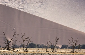 Images Dated 26th August 2014: Africa, Namibia, Namib-Naukluft Park. Sand dunes and skeleton trees