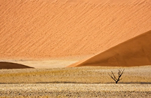Images Dated 26th August 2014: Africa, Namibia, Namib-Naukluft Park. Sand dunes and lone dead tree