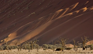 Images Dated 26th August 2014: Africa, Namibia, Namib-Naukluft Park. Sand dunes and skeleton trees