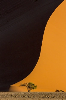 Images Dated 27th August 2014: Africa, Namibia, Namib-Naukluft Park. Side-lit sand dune and tree