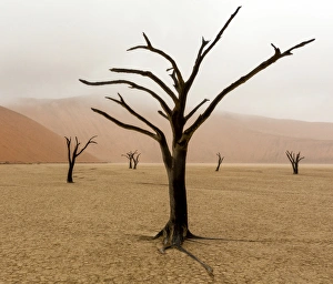 Images Dated 20th September 2013: Africa, Namibia, Namib-Naukluft Park, Deadvlei. Unusual rainy weather in early morning