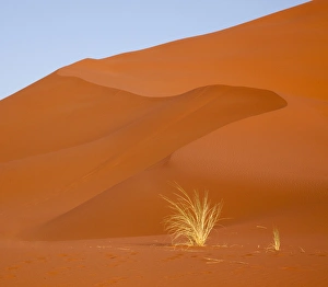 Africa, Namibia, Namib-Naukluft Park. Bushmans grass and red sand dune. Credit as