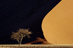 Images Dated 9th September 2009: Africa, Namibia, Namib-Naukluft Park. Red sand dunes contrast and tree. Credit as