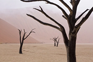 Stark Prints: Africa, Namibia, Namib-Naukluft Park