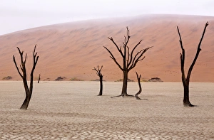 Images Dated 20th September 2013: Africa, Namibia, Namib-Naukluft Park
