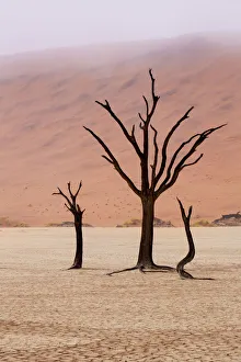 Images Dated 20th September 2013: Africa, Namibia, Namib-Naukluft Park