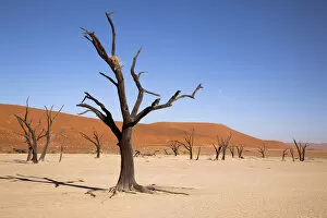 Namibia Collection: Africa, Namibia, Namib-Naukluft Park, Sossusvlei. Moon and tree with nest at Dead Vlei