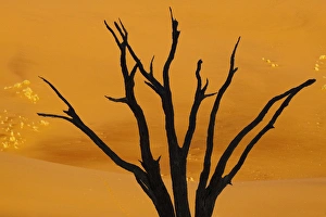 Africa, Namibia, Namib-Naukluft Park, Sossusvlei