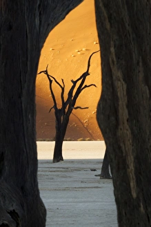 Africa, Namibia, Namib-Naukluft Park, Sossusvlei